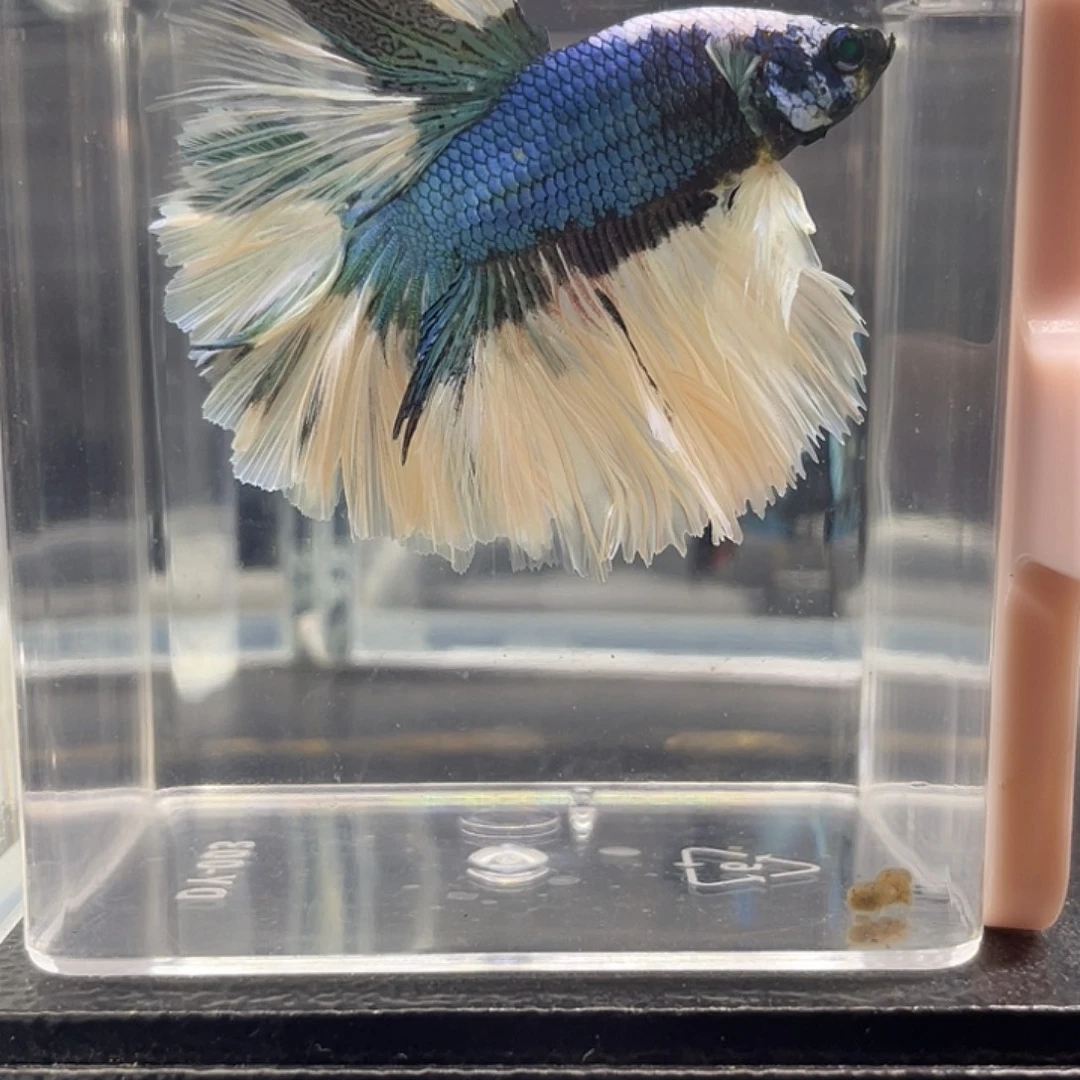 斗鱼可博泰斗092718