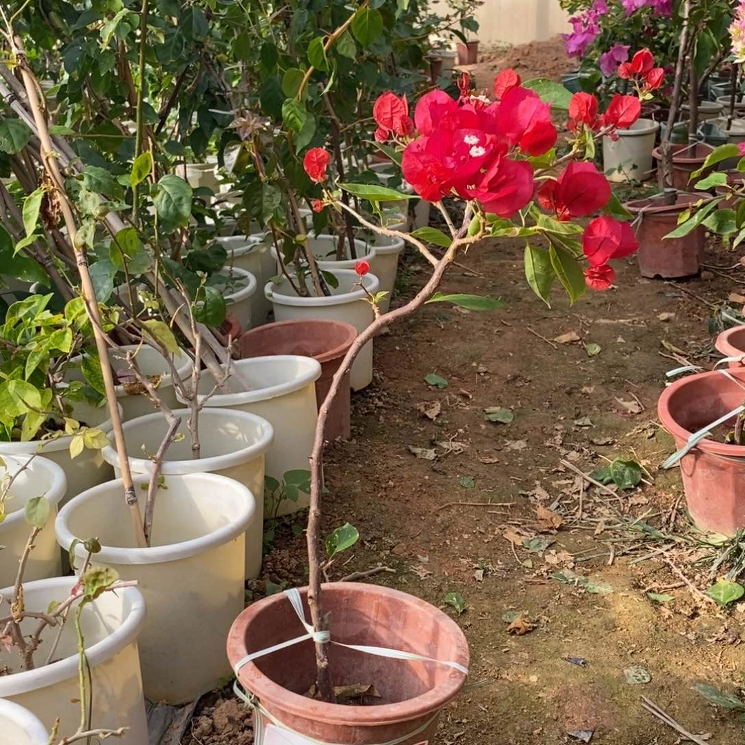 无花朵运输过程中掉花掉叶属于正常现象介意慎拍