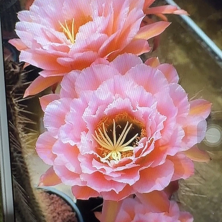 粉桃侧芽5公分毛花柱仙人球