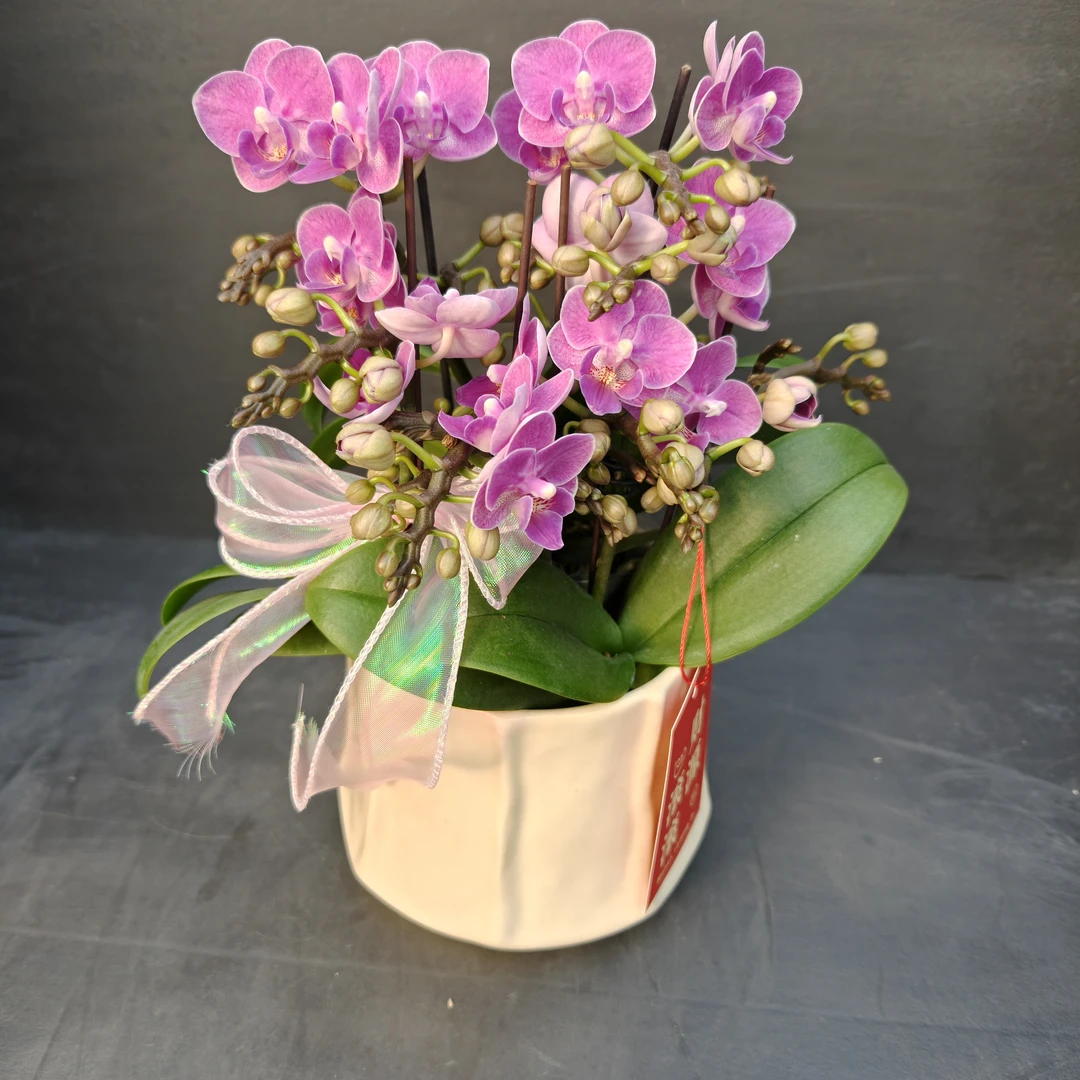 欧洲小蓝 创意绿植 1盆4花剑