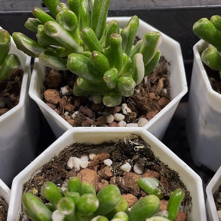 西财树锦带盆土发货