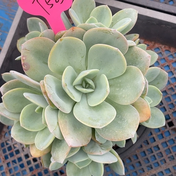 抹茶群生多肉植物525