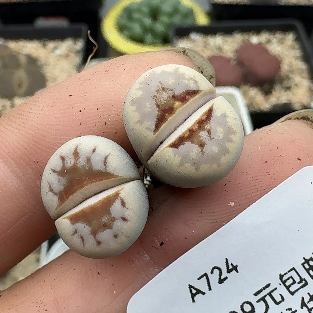 724腿略长介意勿拍