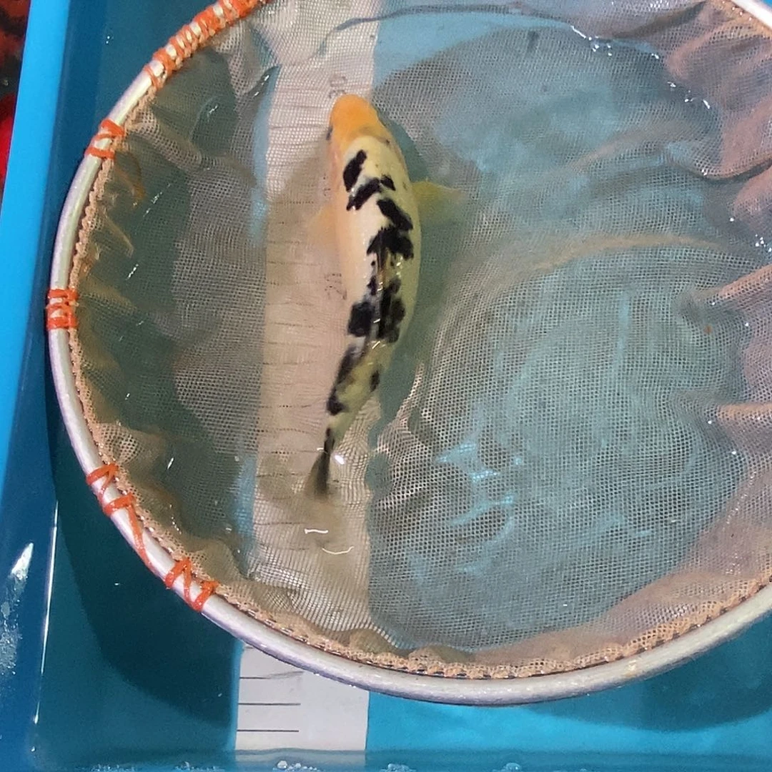 锦鲤红白三色包邮包损