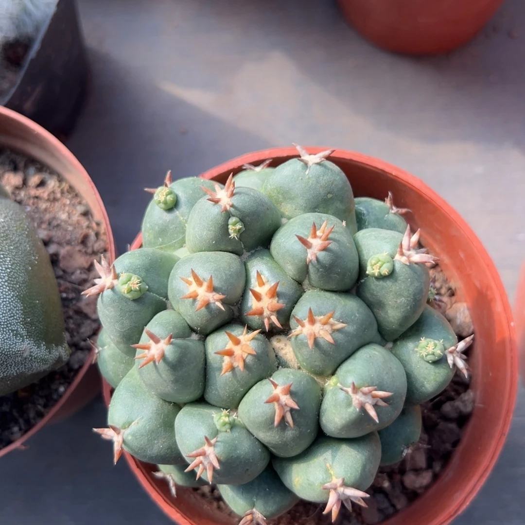 短豪刺象牙随机一颗。