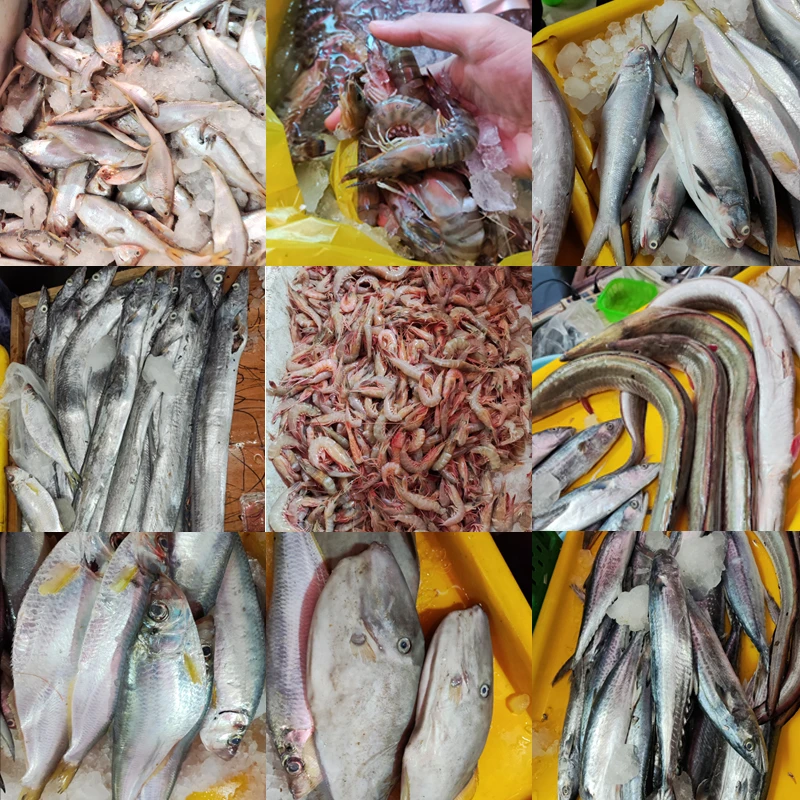 福州连江混合杂鱼码头新鲜海鲜海白虾