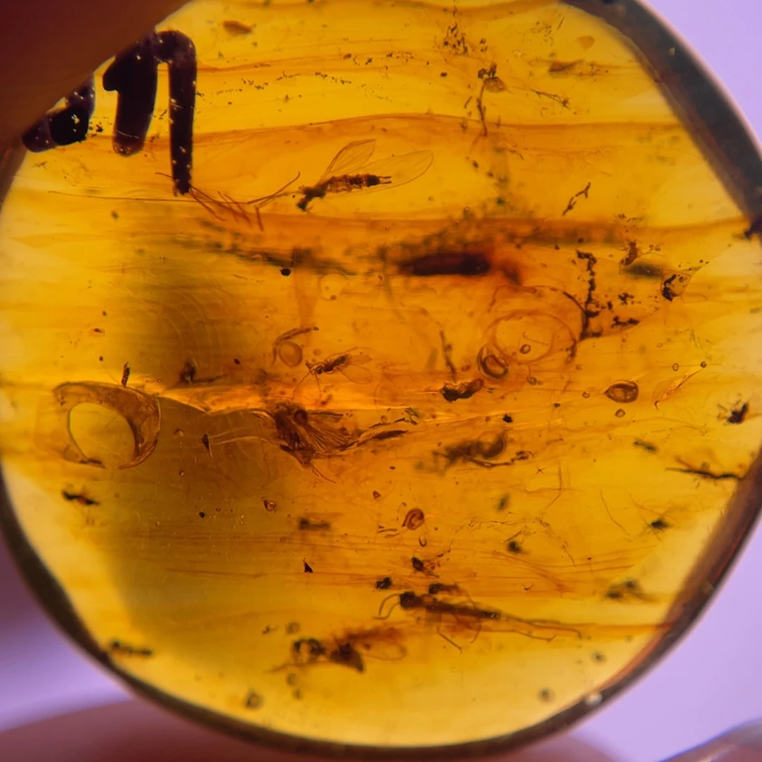 琥珀裸石未镶嵌？