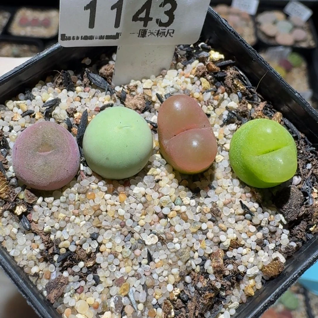 Zzzz生石花肉锥1143