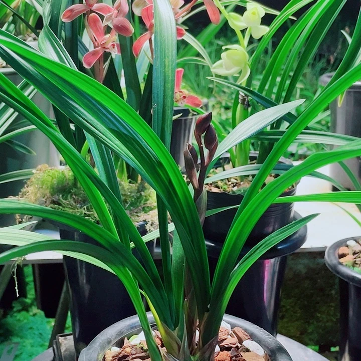 种****完全开放一物一漂亮