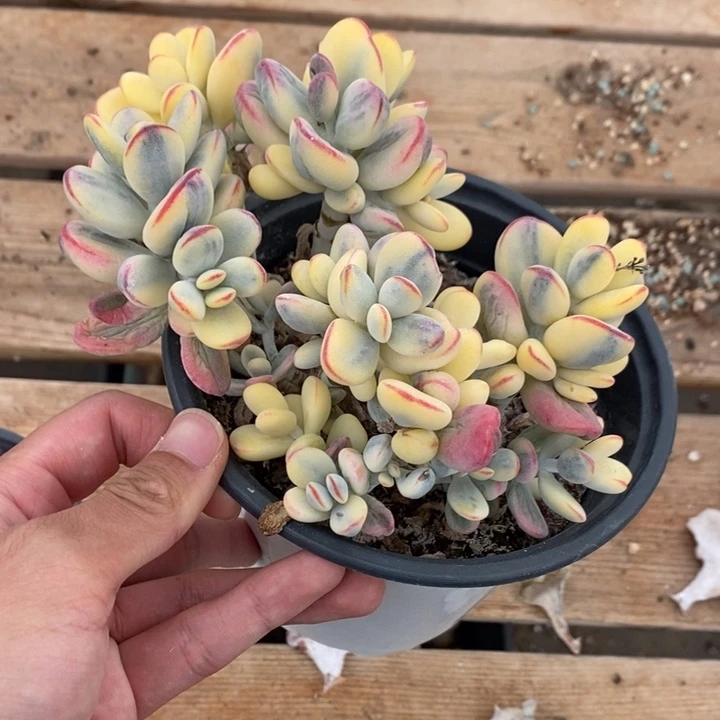 福娘锦多肉植物A737