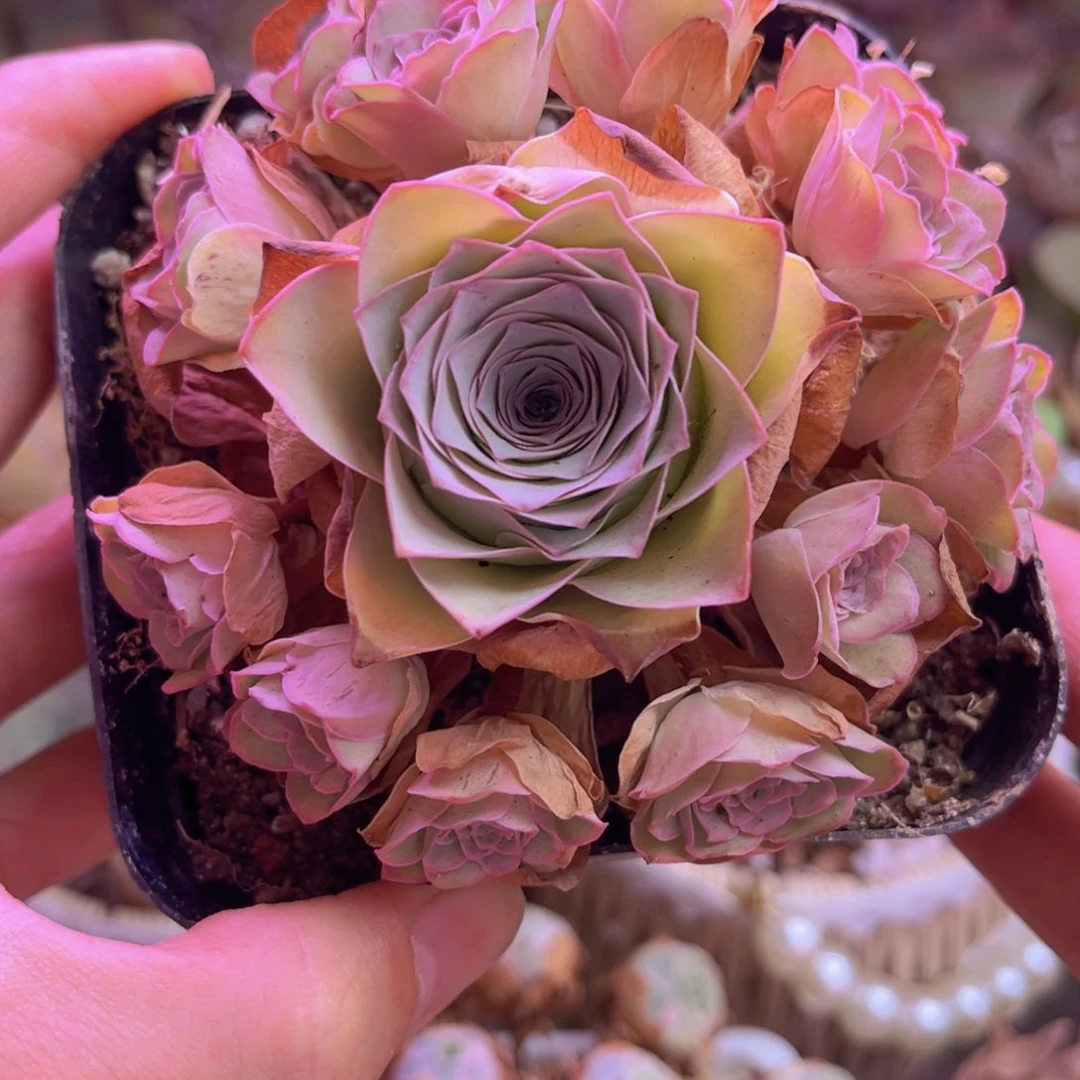 紫芙脱土裸根发货45