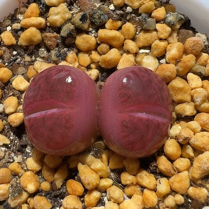 生石花1111111。   293
