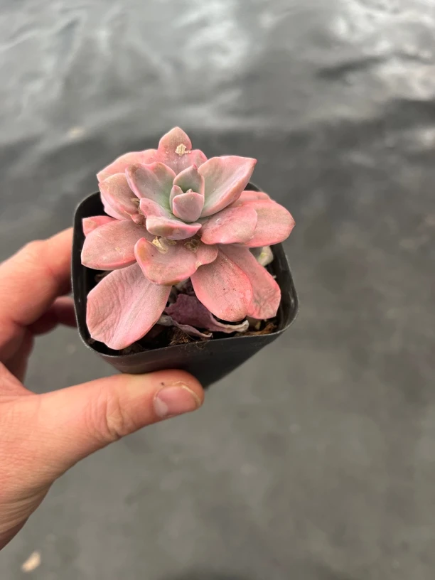 鲜花《彩虹糖锦》多肉植物原盆原土发中通