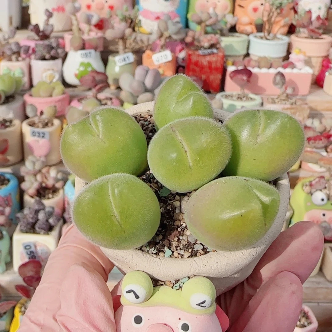 T小花肥肥毛翠盆口4cm