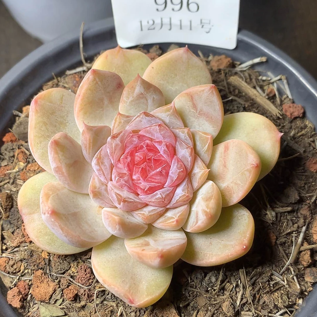 【闪购商品】云996号