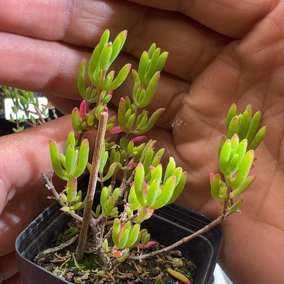 红辣椒55杯老桩福利