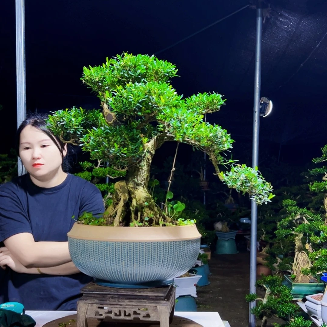 当前无花栽培后可以开花黄杨木