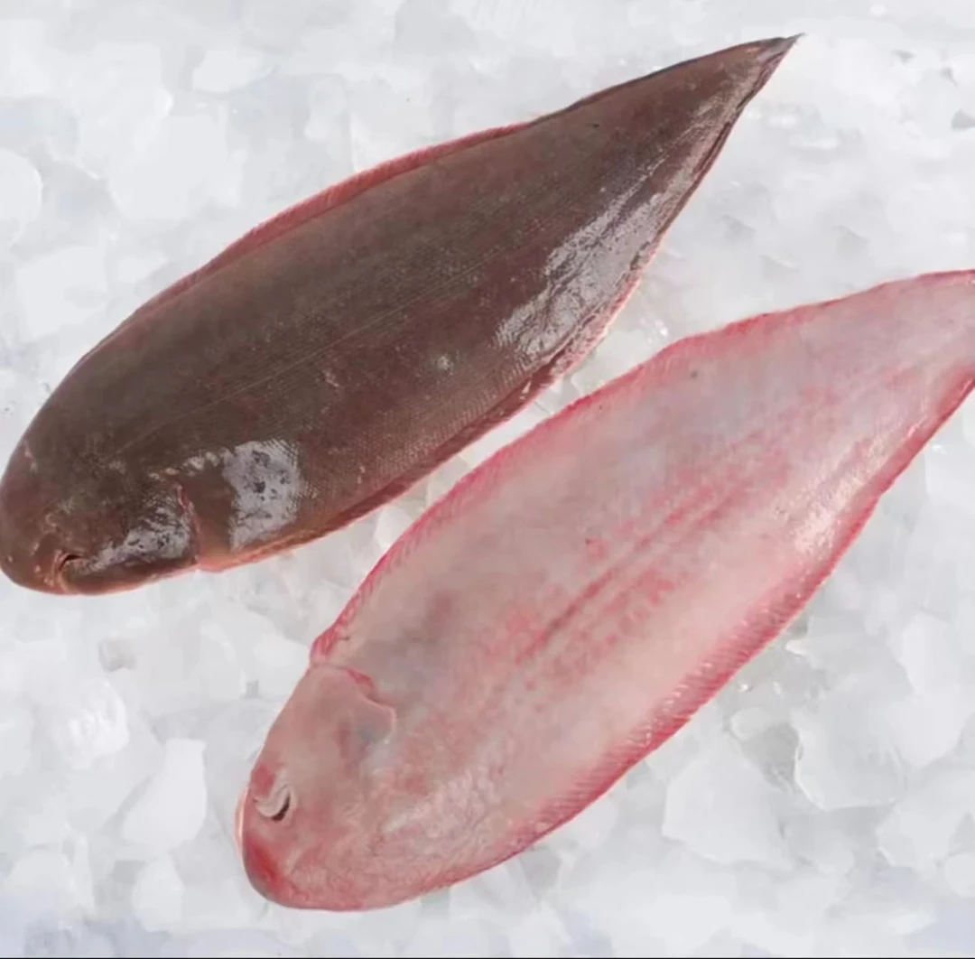 【野生目鱼】野生目鱼舌头鱼目鱼 新鲜肉嫩
