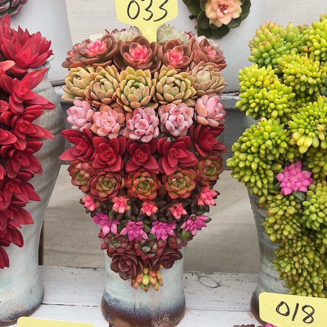节节高升多肉植物组合