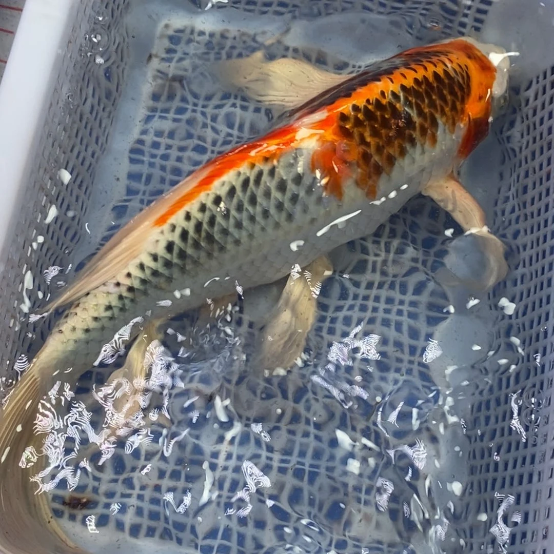 锦鲤冷水锦鲤包邮
