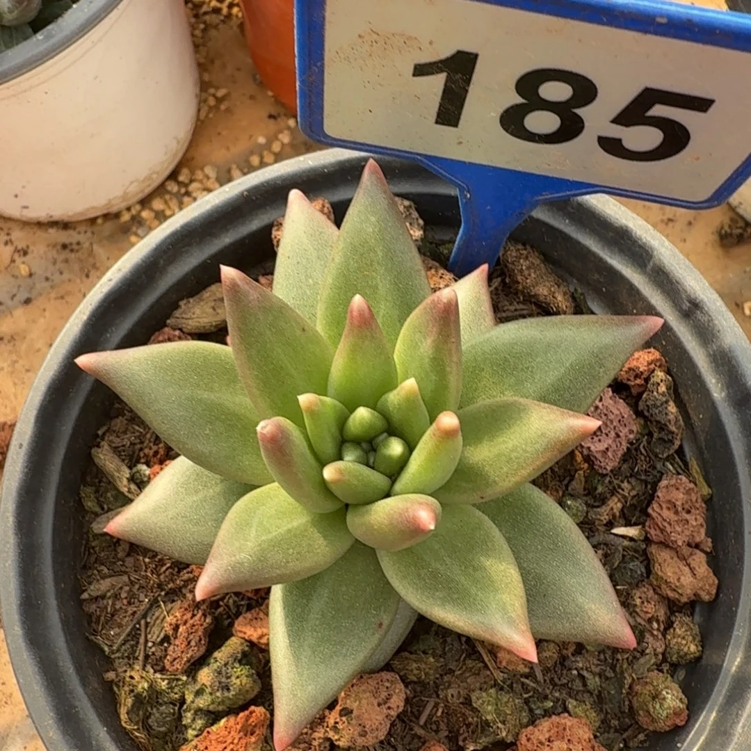 布丁一物一拍185.