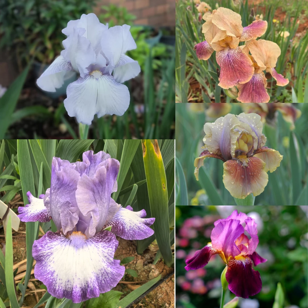 福利 5 个品种各一苗