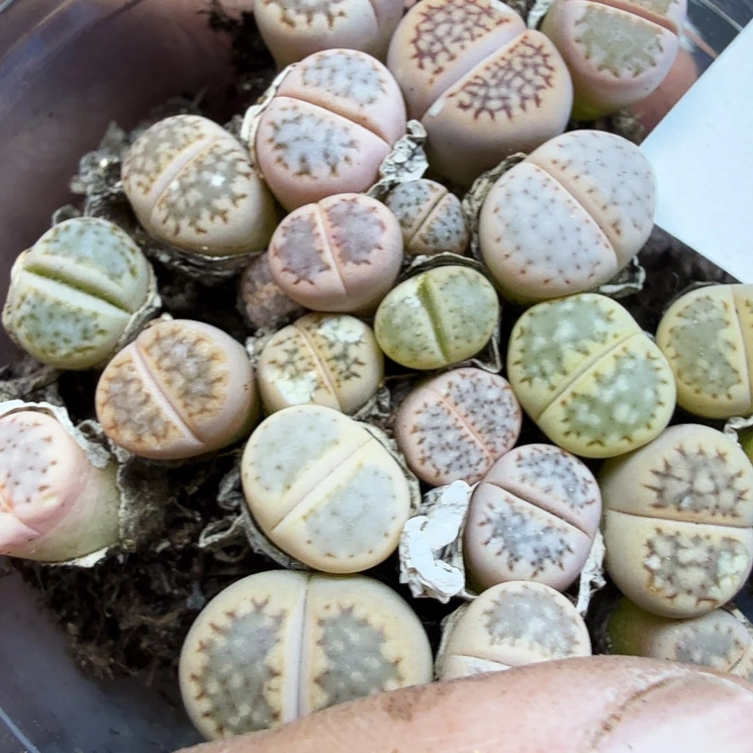 不是很冷哦啊049好