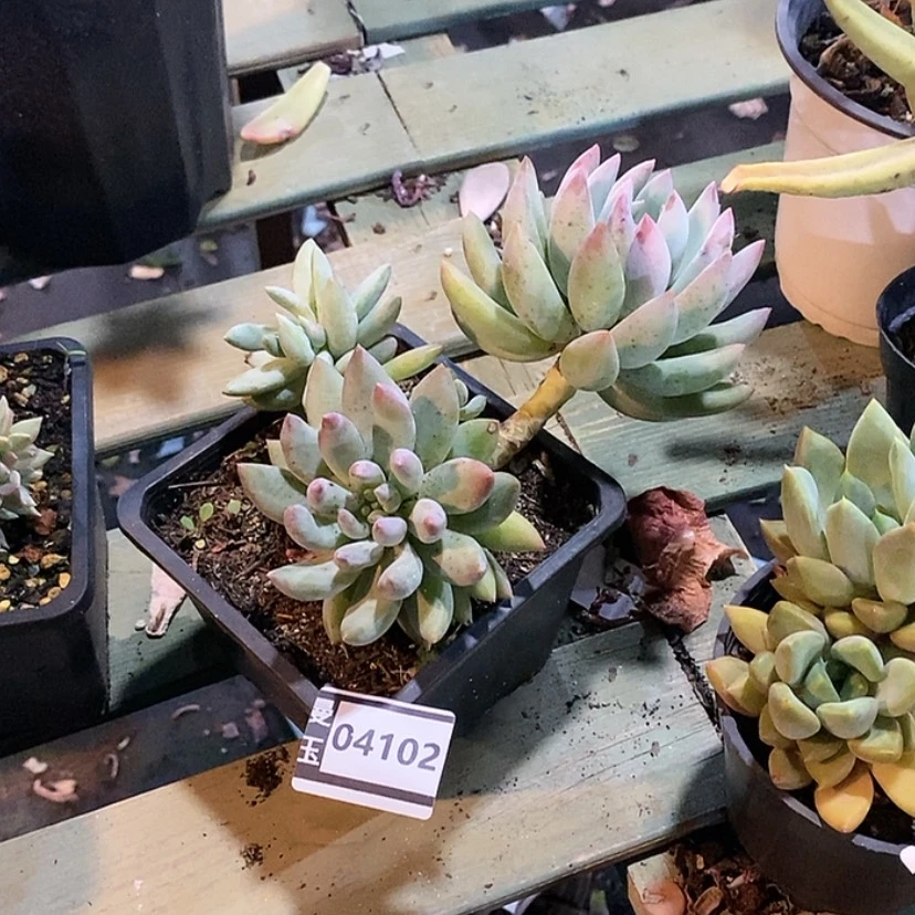 【闪购商品】.*所罗门04102