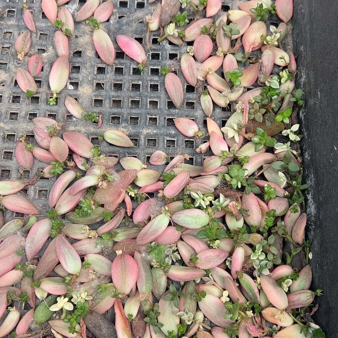 静***霞多肉植物多肉植物