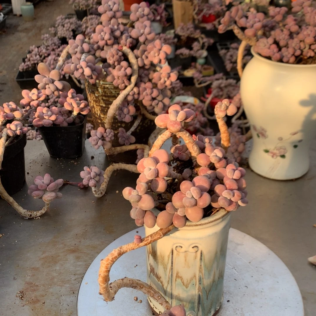 桃蛋老桩不带盆6号