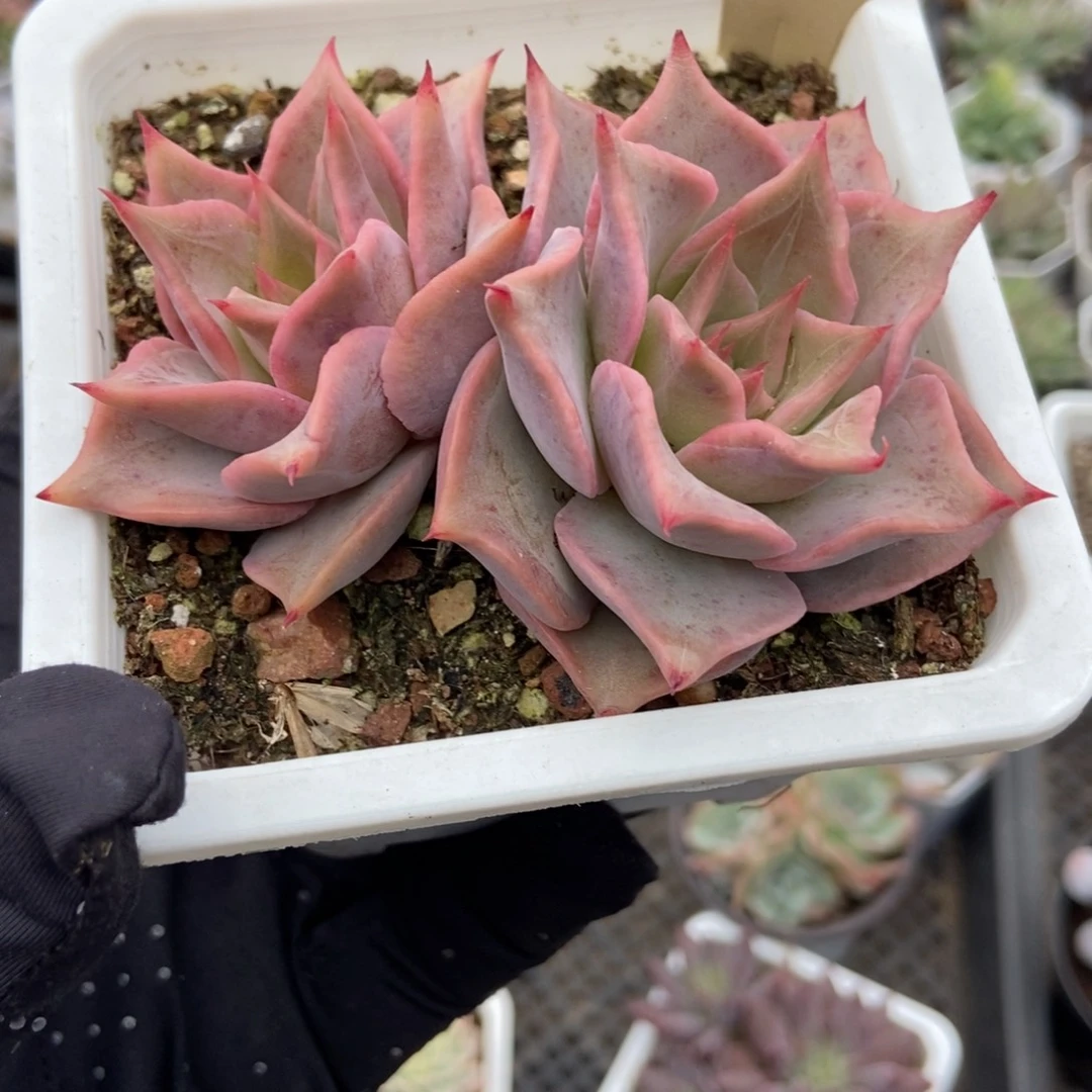 520饺子皮多肉植物多肉