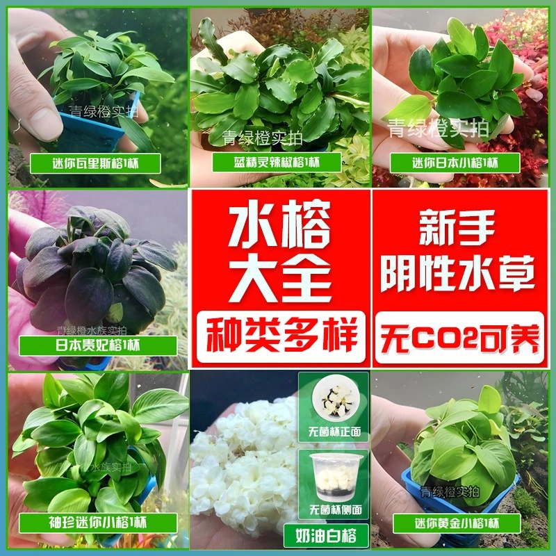 L水榕阴性水草鱼缸水榕台湾迷你榕草缸造景瓦里斯榕黄金榕