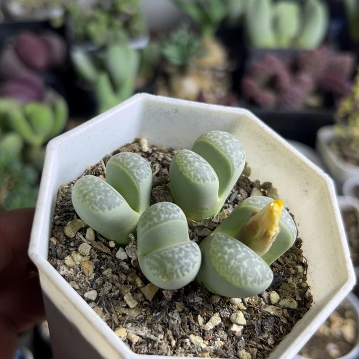 630 生石花多肉植物