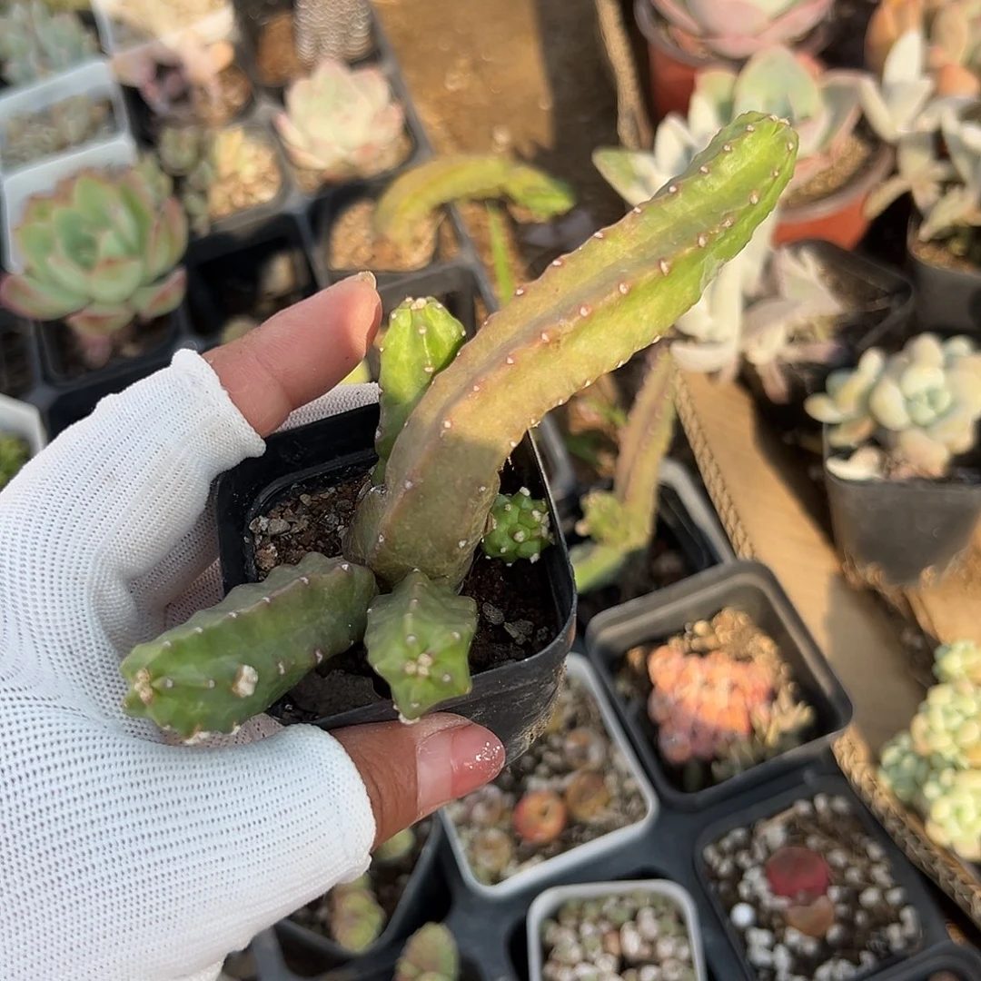 多肉植物多肉植物