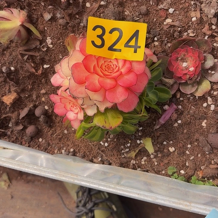 多肉植物福利324