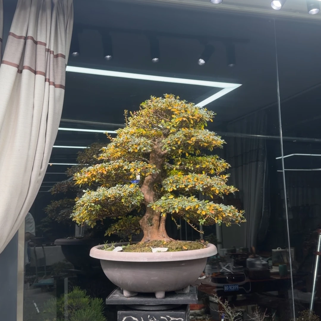 龙***牙无花朵花卉苗木1888