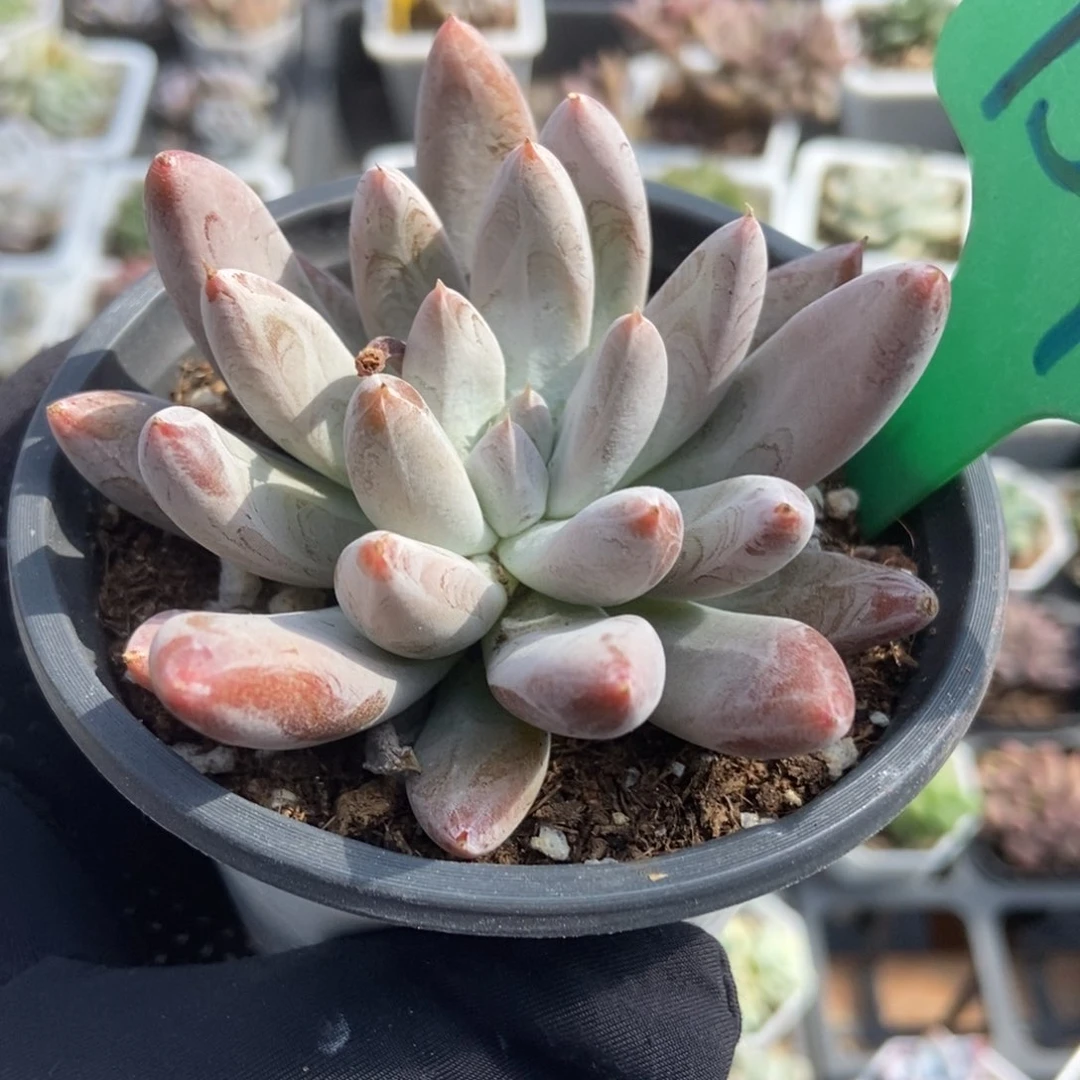 157杜里万多肉植物