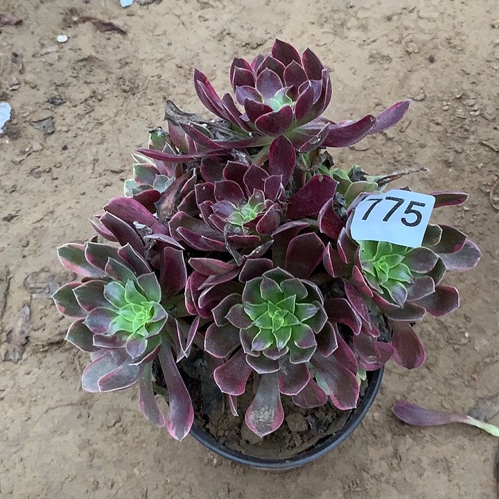 无花朵775金丝缺多肉