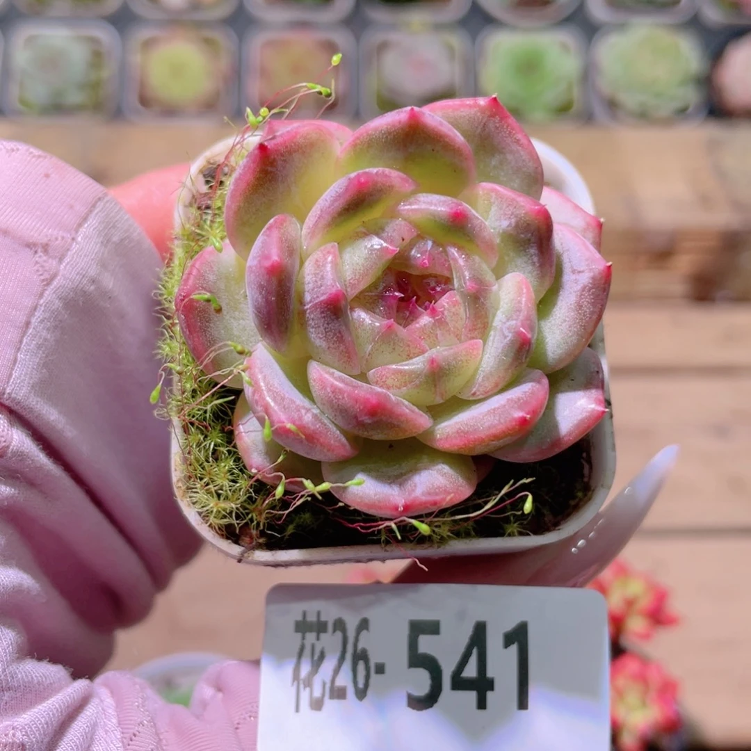 花利美26-541珍妮