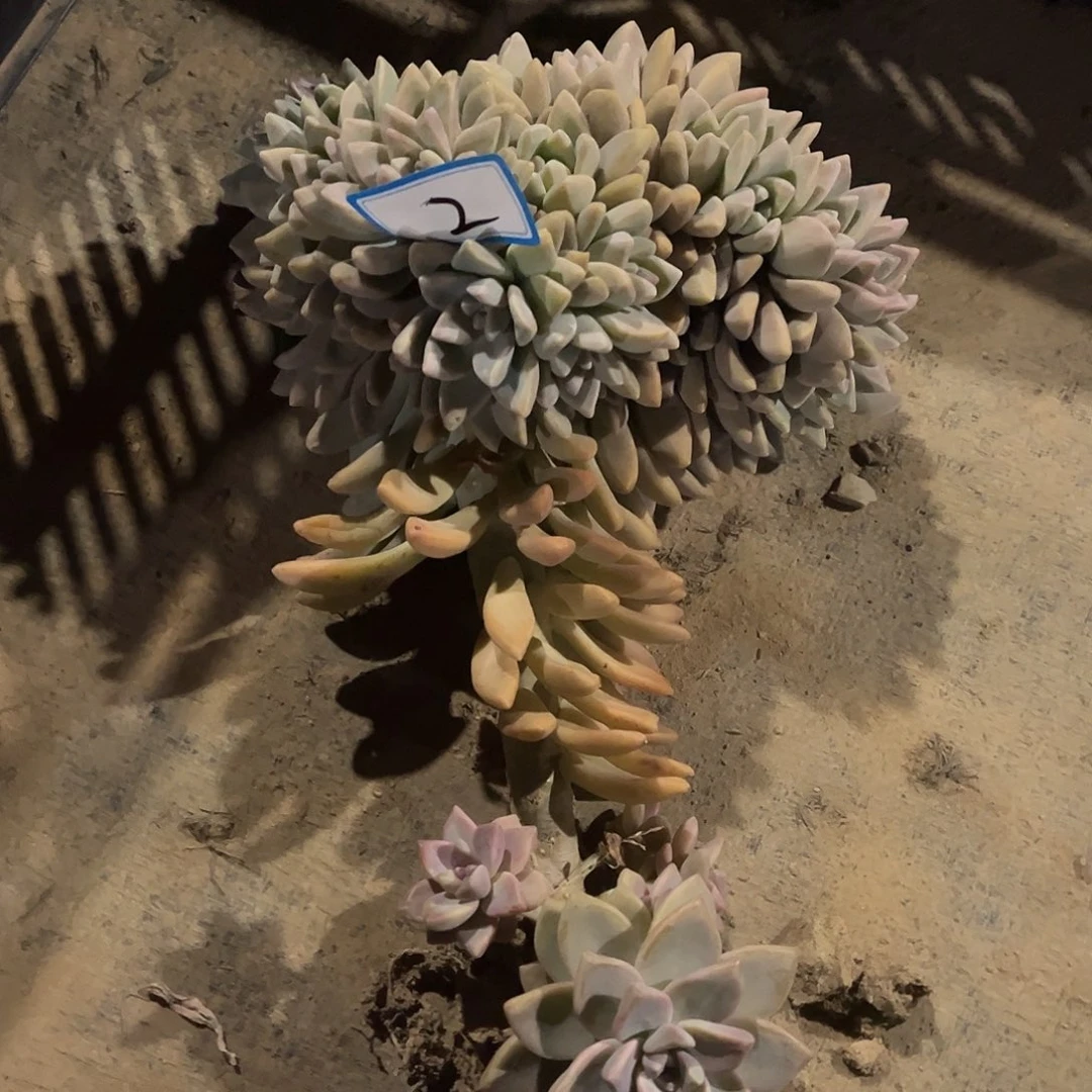 越***2号淡雪缀化一物一拍