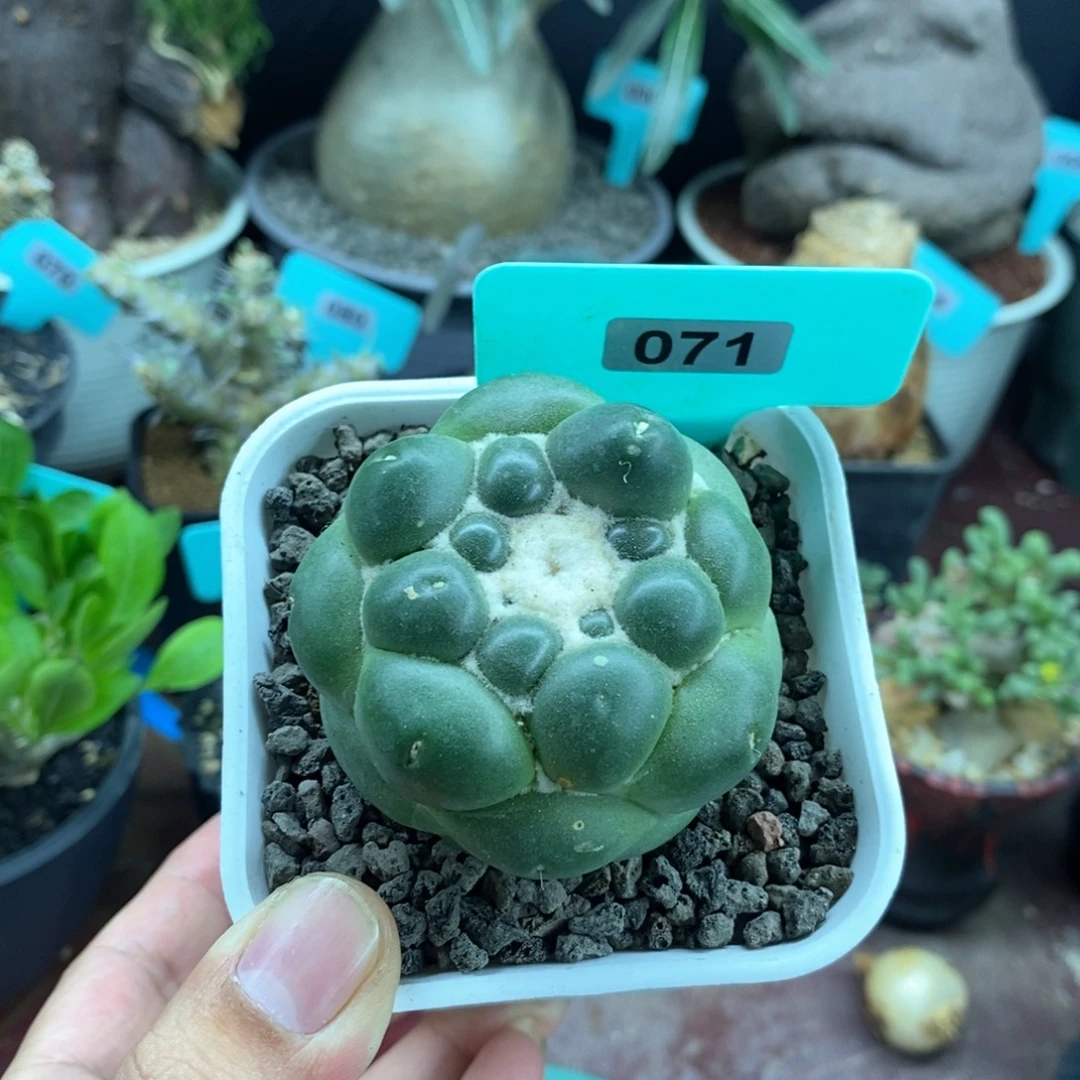 泰系无刺象牙多肉植物
