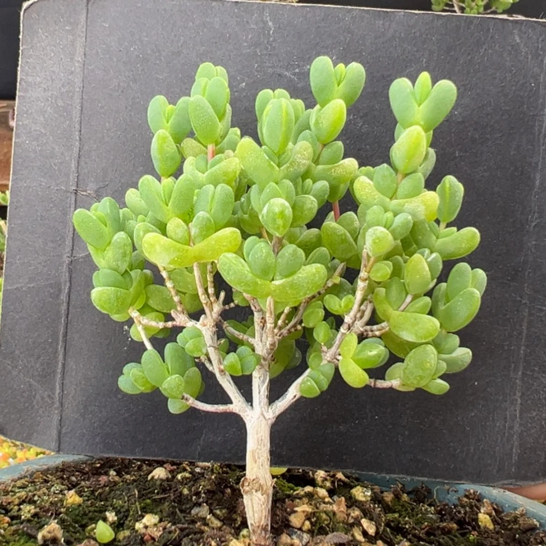 【闪购商品】dy6059老桩元宝冠幅6.5cm