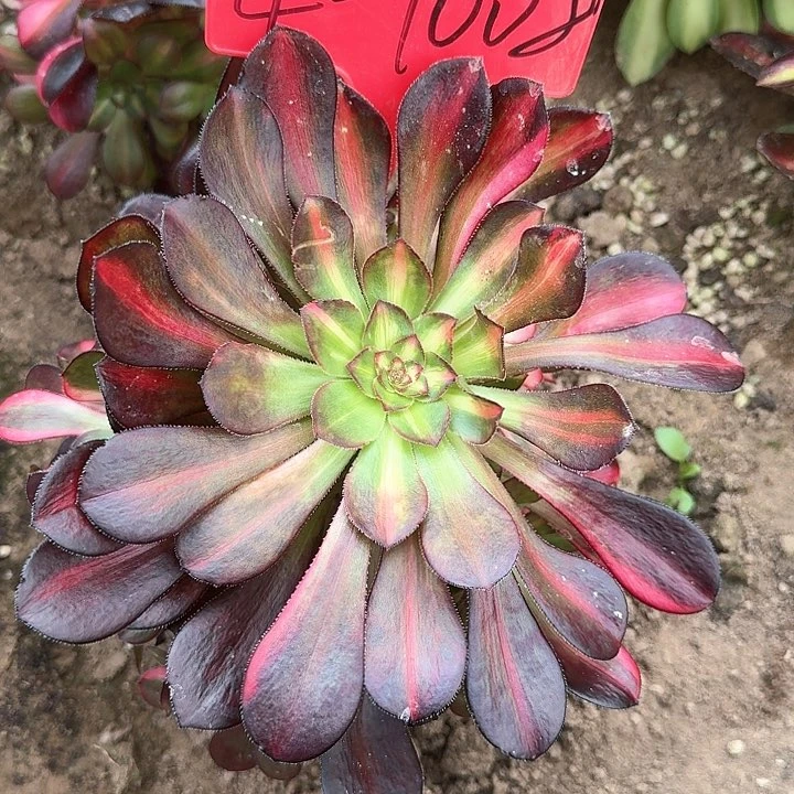 4-1008花蝴蝶多肉法师