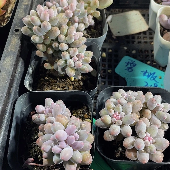 婴儿手指带盆土发货