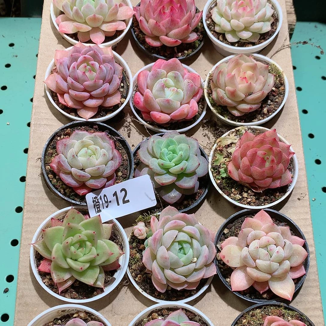 19-12一物一拍带盆18颗。