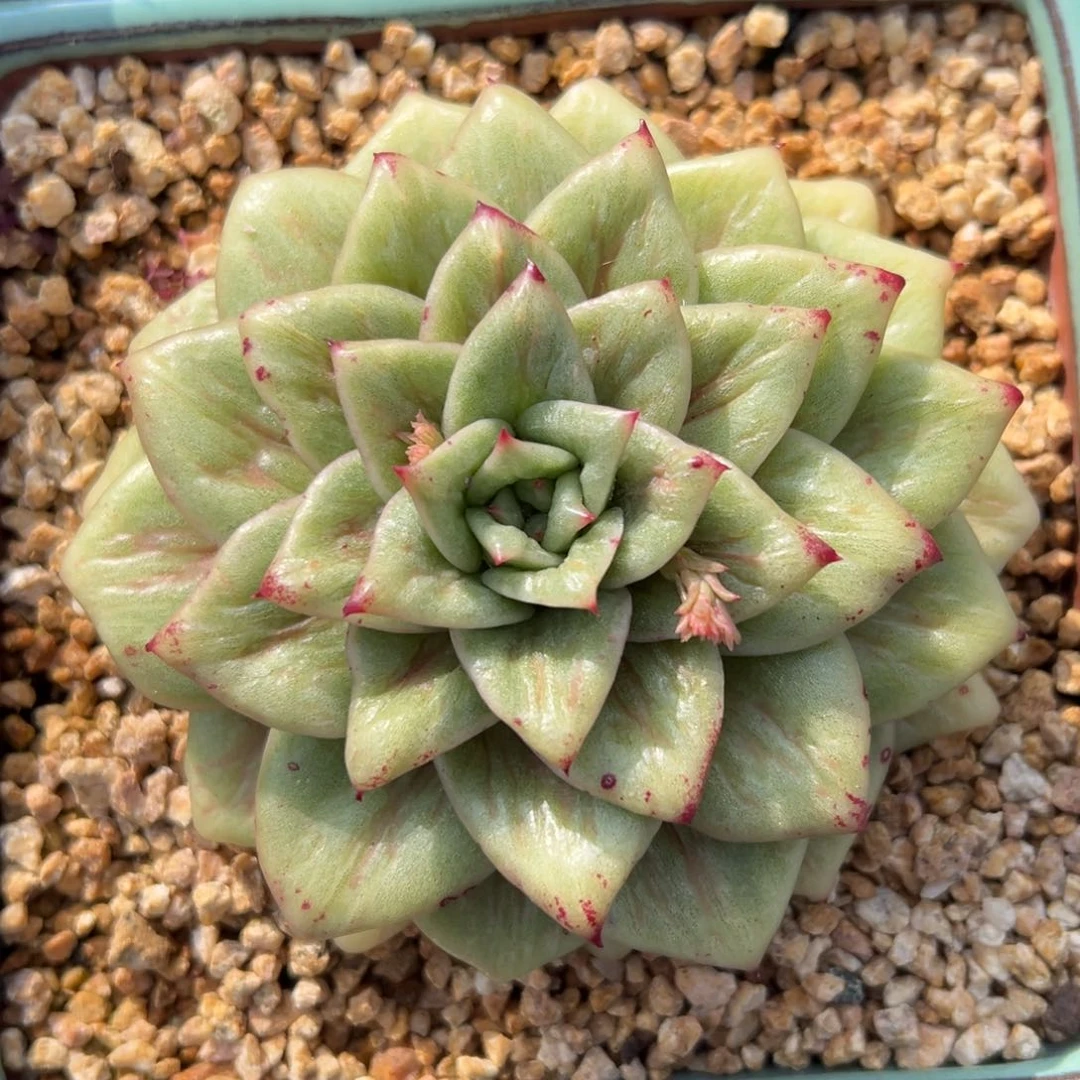 蔷薇精控多肉一物一拍