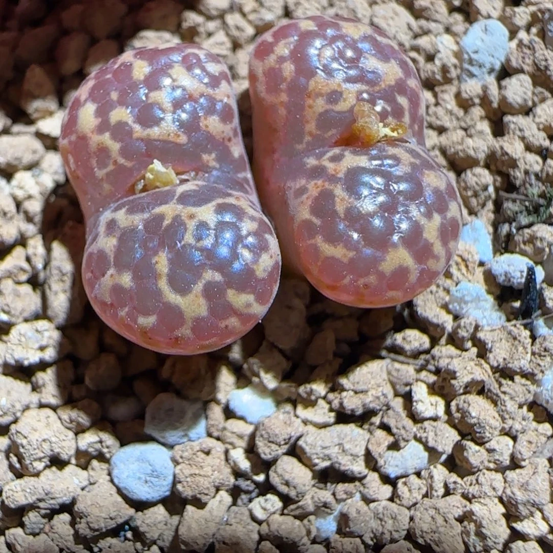 肉锥多肉植物很好看-超级泡泡勋1699