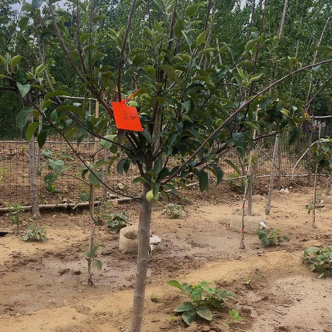 苹果树1棵包邮到家