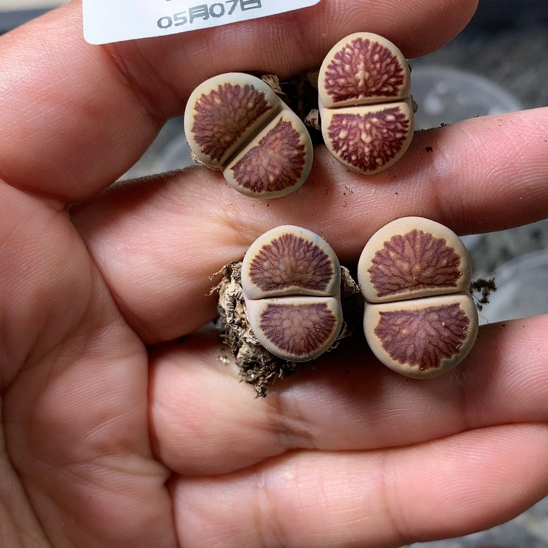 R878多肉植物保护研究所