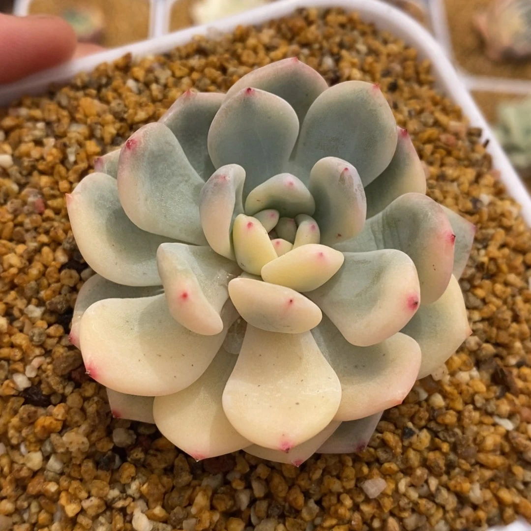 兜****）梦露锦多肉植物